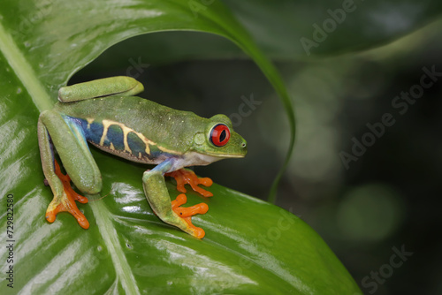 Red-eyed tree frog sitting on green leaves, Red-eyed tree frog closeup on leaves, Red-eyed tree frog (Agalychnis callidryas) looks over leaf edge © kuritafsheen