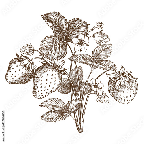 Strawberry bush sketch hand drawn. Berries, flowers, branches and leaves on a white background. Vector, linear illustration in engraving style. Printing on fabric, packaging, label, poster, print.