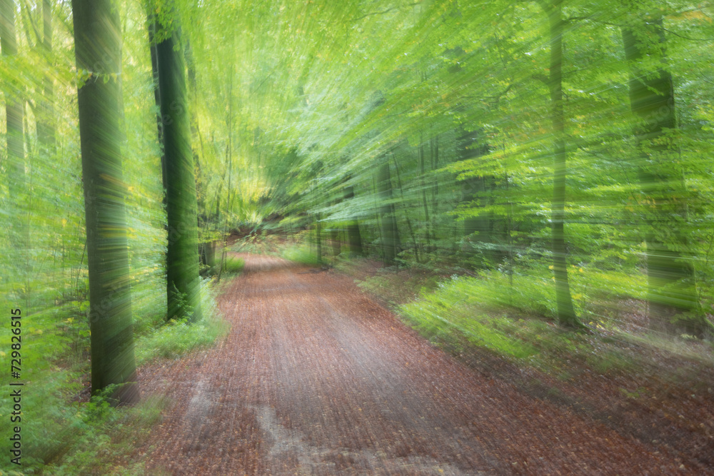 Fototapeta premium dream forest Unsharp pictures in the forest