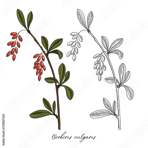 vector drawing barberry  Berberis vulgaris at white background  hand drawn illustration