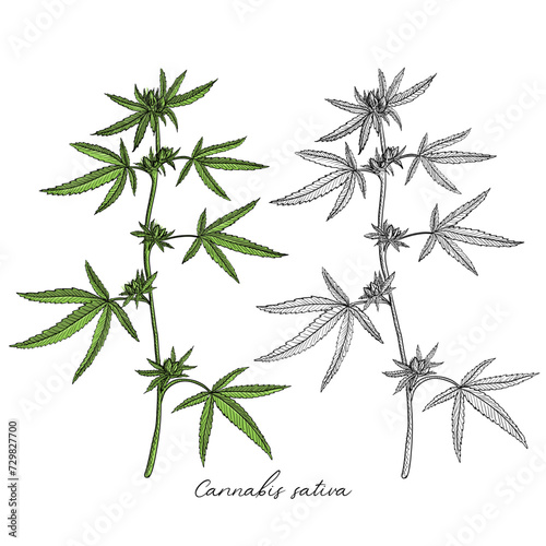 vector drawing cannabis plant , Cannabis sativa at white background, hand drawn illustration