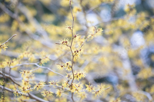 Arboretum in Hørsholm a park with exotic trees and bushes © jeancliclac