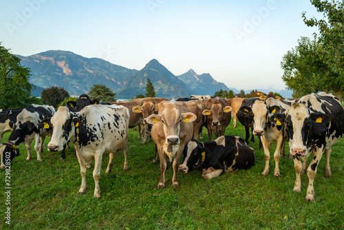 Fototapeta Naklejka Na Ścianę i Meble -  Herd of cows. Cows are grazing on a summer day on a meadow in Switzerland. Cows grazing on farmland. Cattle pasture in a green field. Organic milk from grass field cow. Swiss cow.