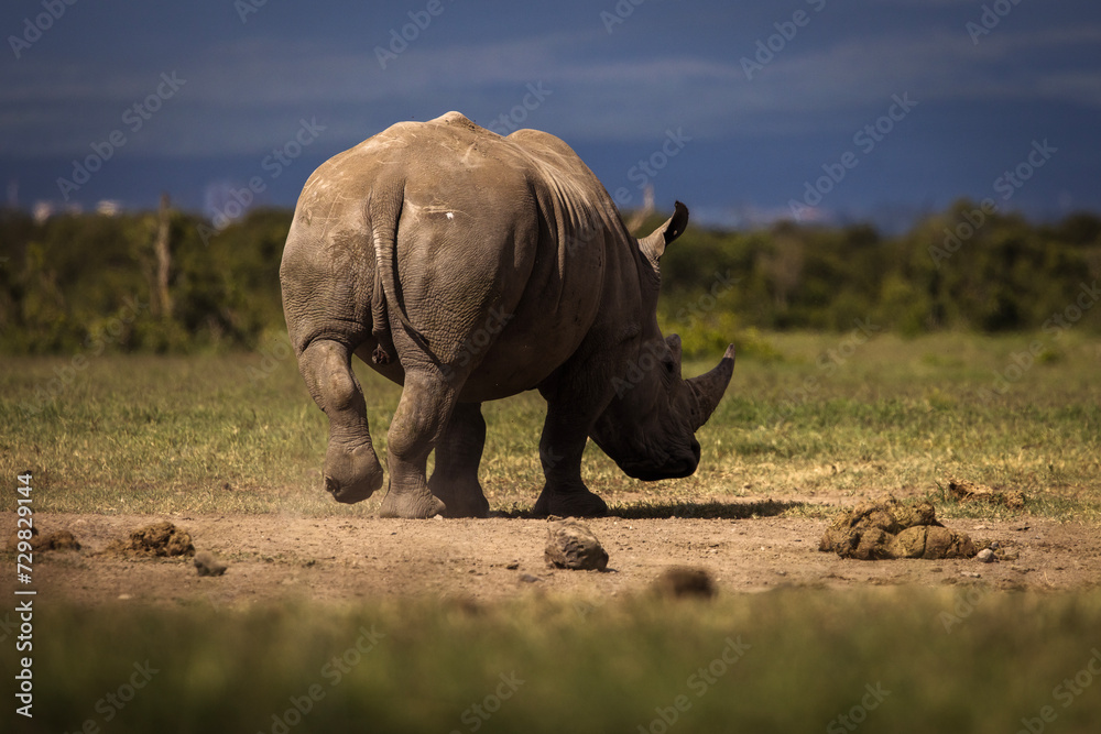 Fototapeta premium Amazing rhino animal with savana in background during safari tour in Ol Pejeta Park, Kenya