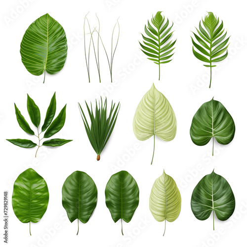 collection of leaves