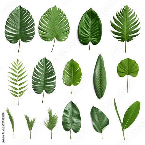 collection of green leaves © PNG FOR YOU