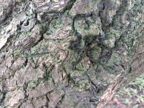 close-up view of sapote tree bark