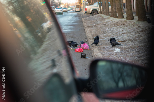 Crows peck trash on the street. peeking from behind the car