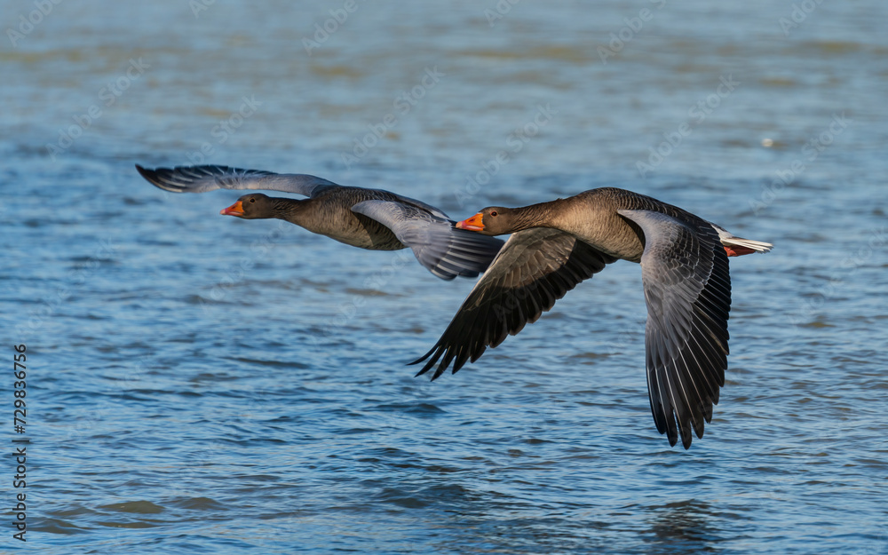 Naklejka premium Flying ducks along the Munich Isar during winter time