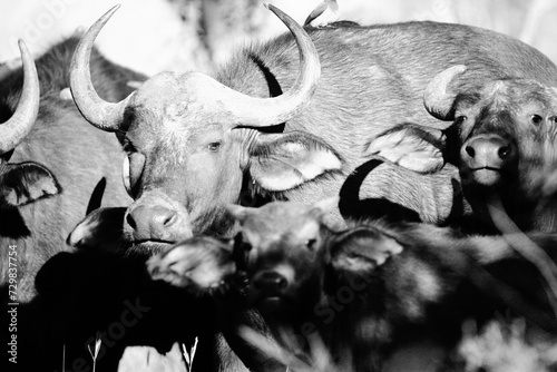 Black and white buffalos.