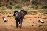 Elephant playing in savana during safari tour in Tsavo Park, Kenya