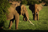 Elephant in savana during safari tour in Tsavo Park, Kenya