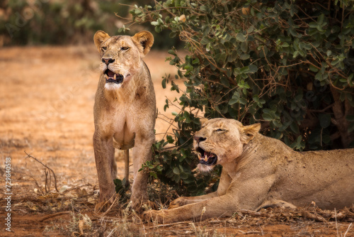 Lion and lioness in savana during safari tour in Tsavo Park  Kenya
