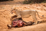 Lion and lioness in savana during safari tour in Tsavo Park, Kenya