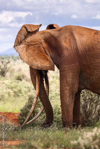 Elephant in savana during safari tour in Tsavo Park, Kenya