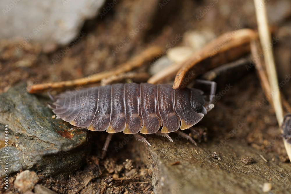 Closeup on a grey colored Ratzeburg's Woodlouse, Trachelipus ratzeburgii, sitting on the forest floor Closeup on a grey colored Ratzeburg's Woodlouse, Trachelipus ratzeburgii, sitting on the forest floor