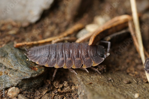 Closeup on a grey colored Ratzeburg's Woodlouse, Trachelipus ratzeburgii, sitting on the forest floor © Henk