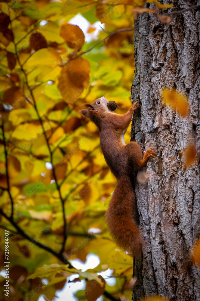 Eichhörnchen mit Nuss