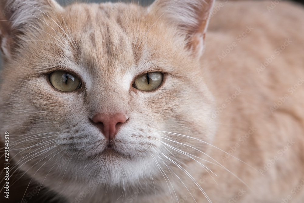 A cute ginger cat sits on the window