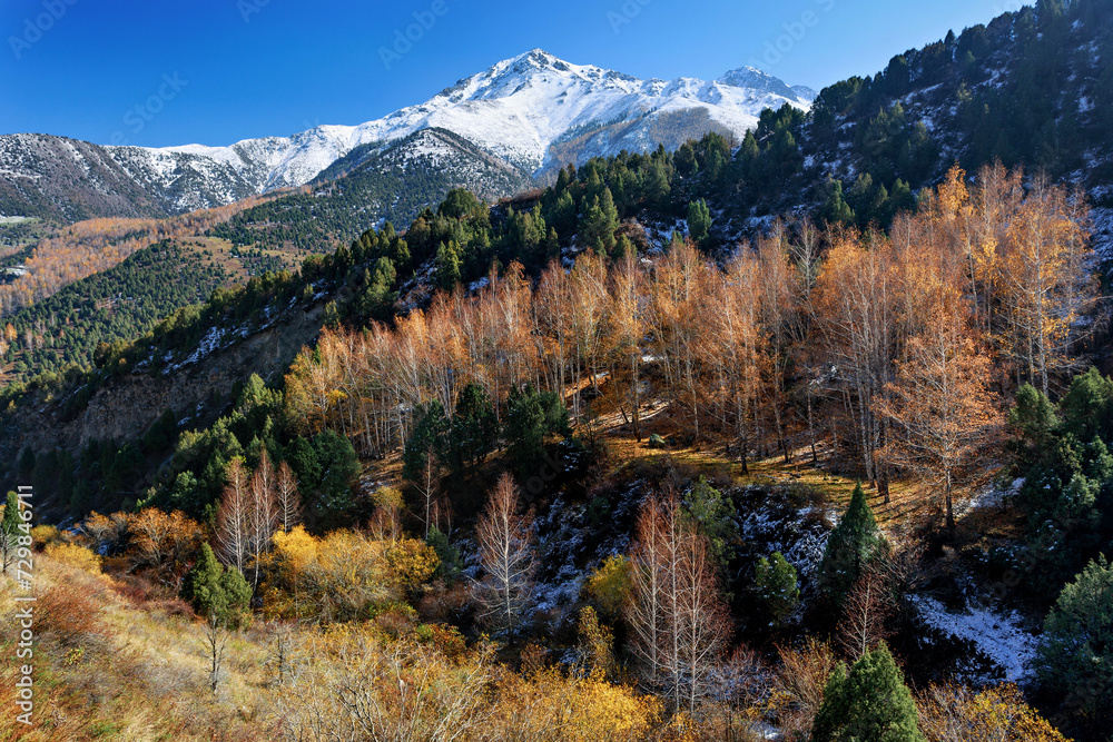 Beautiful landscape of Tian Shan. Autumn in mountains. Snow-covered mountains, green fir-trees and yellow birch trees. 