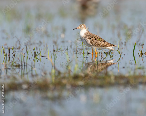 Obraz na płótnie Sandpiper bird resting in the wetlands with use of selective focus w salonie
