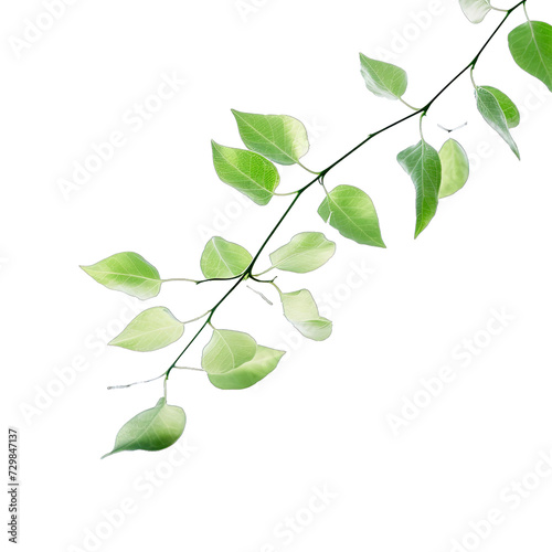 Blurred Shadow From Leaves Plants. Spring and Freshness. Isolated on a Transparent Background. Cutout PNG.