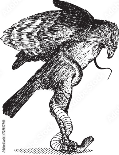 HAWK AND SNAKE VECTOR ILLUSTRATION