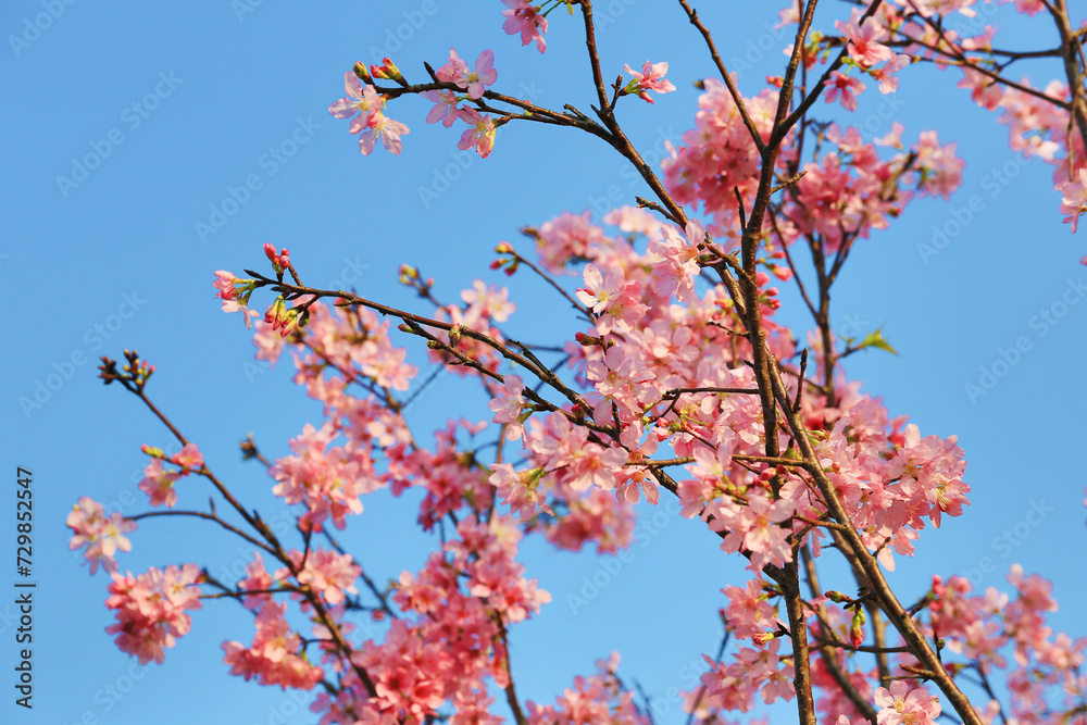 a blossoms of sakura, the spring season, The Concept of Nature a blossoms of sakura, the spring season, The Concept of Nature