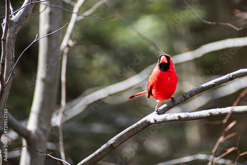 Northern Cardinal (Cardinalis cardinalis) Perched on Branch © Albert Jackson