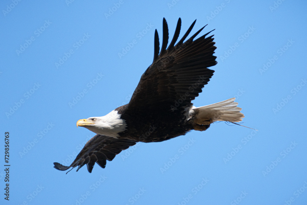 Naklejka premium Bald Eagle (Haliaeetus leucocephalus) Soaring in Blue Sky