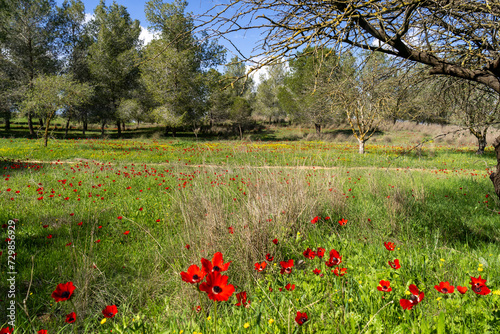 Bild auf Leinwand Flowering of anemones and cycads in the Negev in Israel