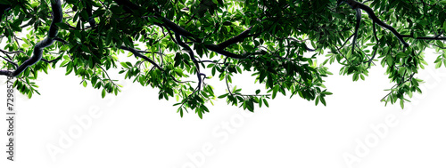 Mature tree branch, covered in vibrant green leaves, extends against a stark isolated on white background © NightTampa