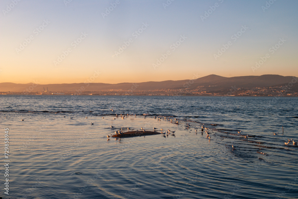 Pearls of peace, seagulls at sunset, Izmit bay, Basiskele, Kocaeli, Turkey
