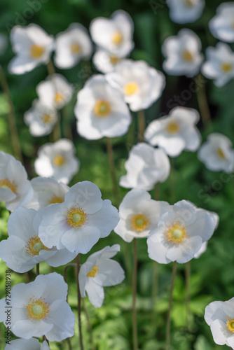 White anemones (windflowers) growing in botanical park on sunny day in springtime, anemones narcissiflora in springtime on edge of forest, floral background © Jurga Jot