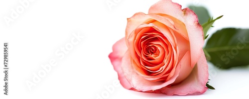 pink rose isolated on white