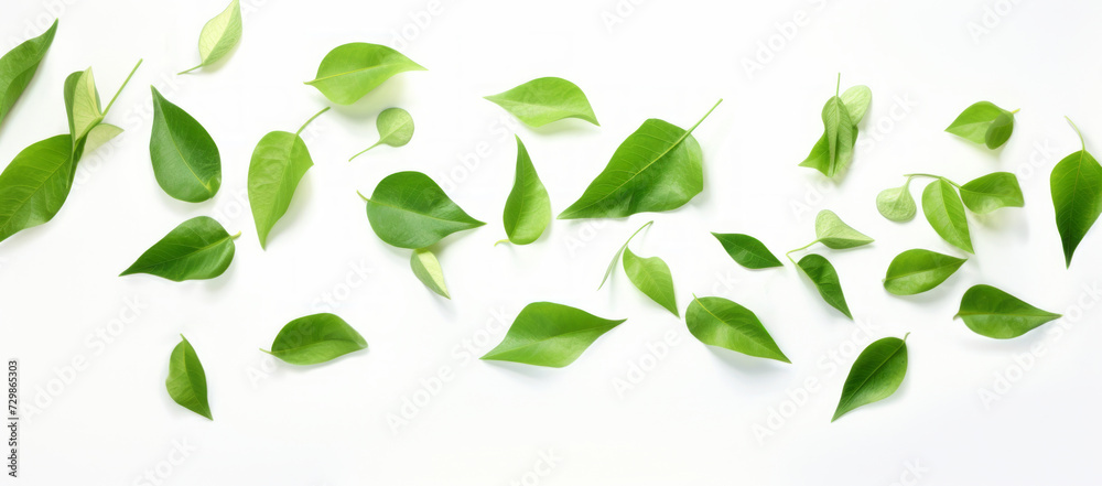 Scattered green leaves on white background for fresh designs Scattered green leaves on white background for fresh designs