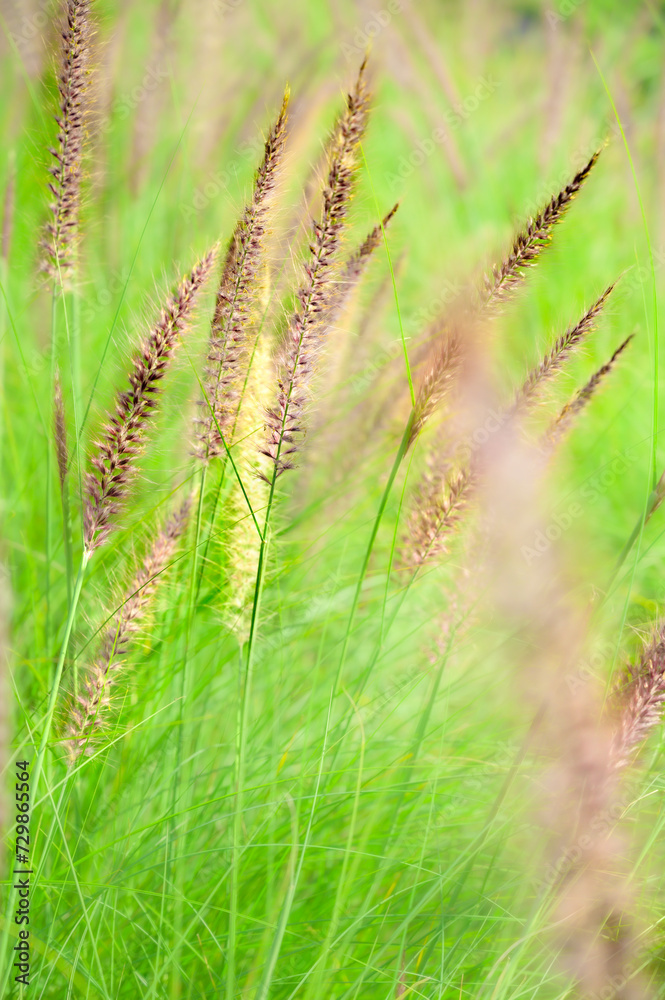Fountain grass flowers in field at Chiang Mai Province Fountain grass flowers in field at Chiang Mai Province