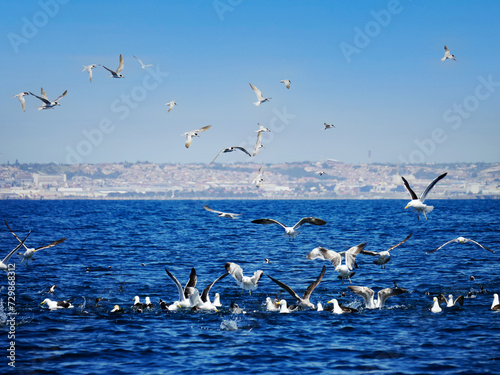 大海原の鳥山（南アフリカ）