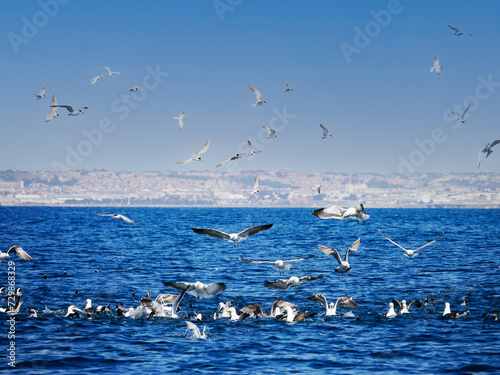 大海原の鳥山（南アフリカ）