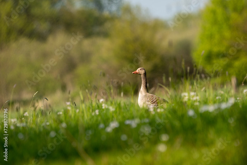 Gans auf Wiese
