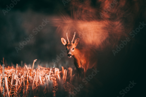 Reh auf Feld