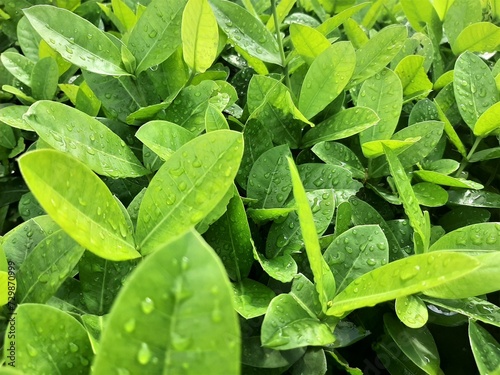 Drops of water on green leaves