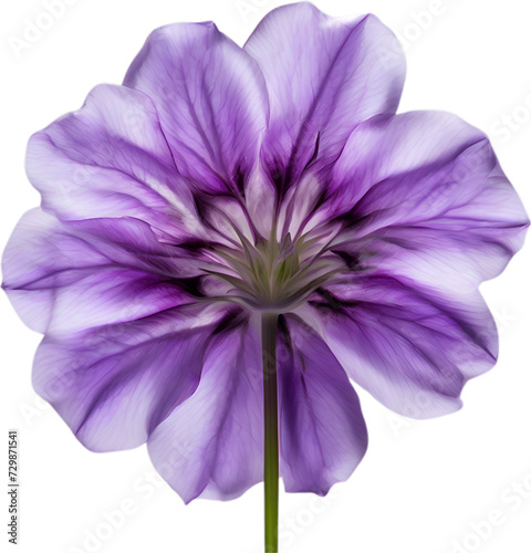Violet flower. Close-up glowing translucent violet color flower.  © Pram