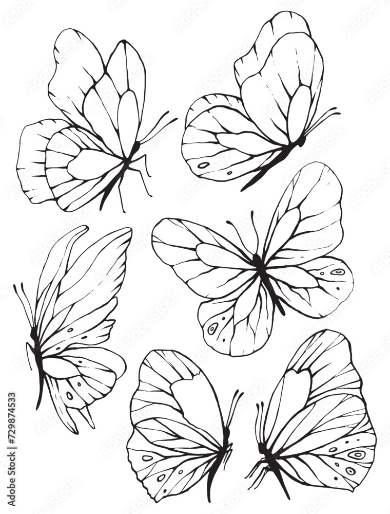 Butterfly insect illustration, outline line black and white graphic element sketch Butterfly insect illustration, outline line black and white graphic element sketch