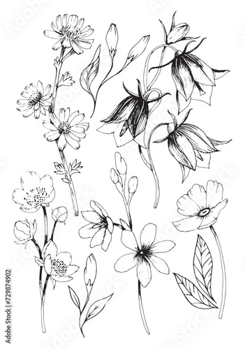 Fototapeta Naklejka Na Ścianę i Meble -  illustration of summer, spring meadow. Poppy flower, meadow flower, camomile, daisy, blue bell