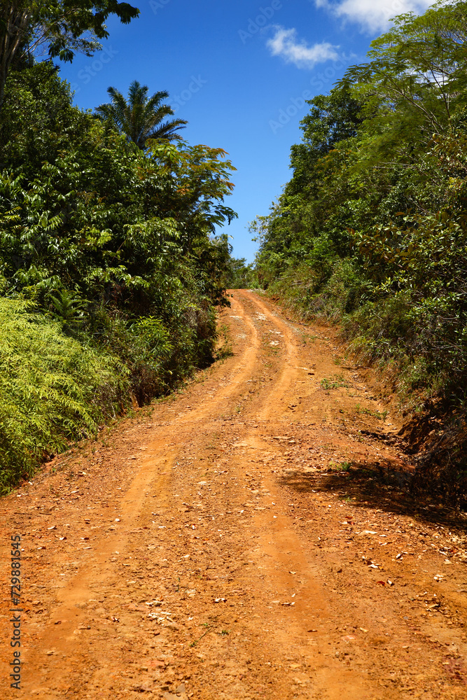 Sand road, Atlantic, Rainforest, Mata Atlantica, Bahia, Brazil, South America.