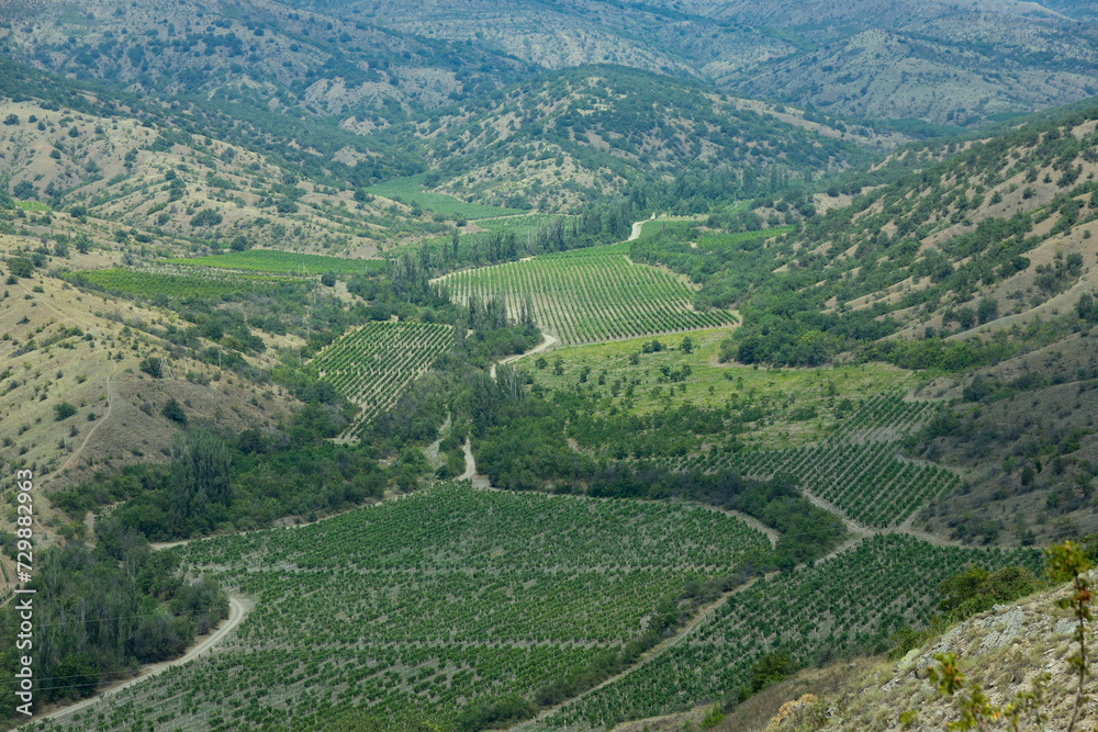 European mountain valley with rows of green vines in the vineyard. View from above.