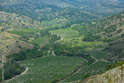 European mountain valley with rows of green vines in the vineyard. View from above.