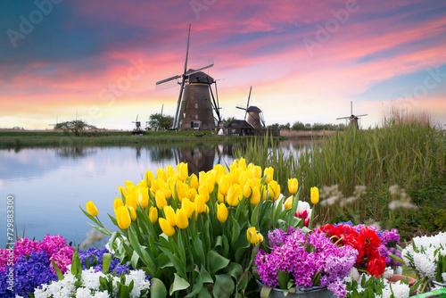 Photography Landscape with tulips, traditional dutch windmills and houses near the canal in Zaanse Schans, Netherlands, Europe