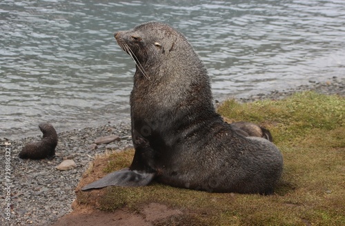 Antarctic Fur Seal Bull (Arctocephalus gazella), Grytviken, South Georgia.